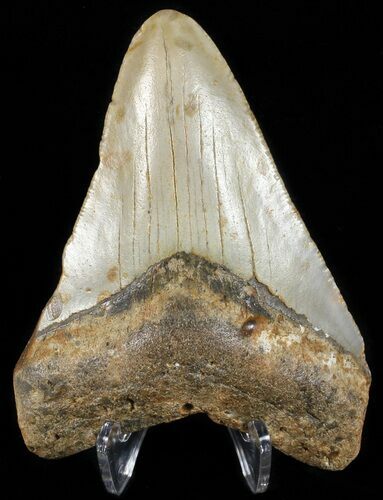 Megalodon Tooth - North Carolina #65690